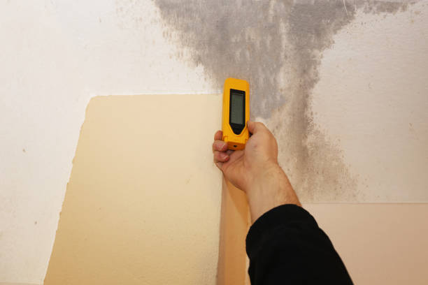 Best Mold-Related Health Consultation  in Angels, CA