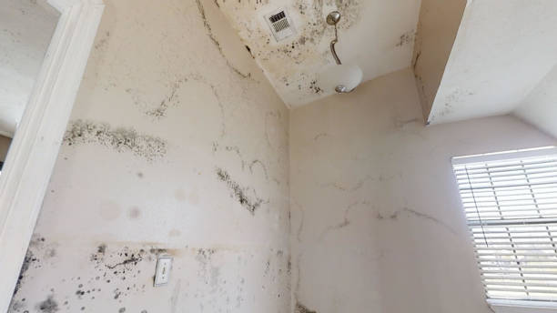 Trusted Angels, CA Mold Removal Experts