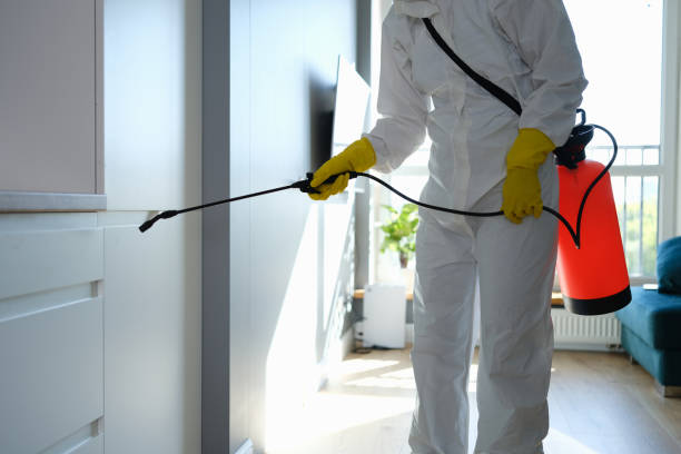 Best Basement Mold Removal  in Angels, CA