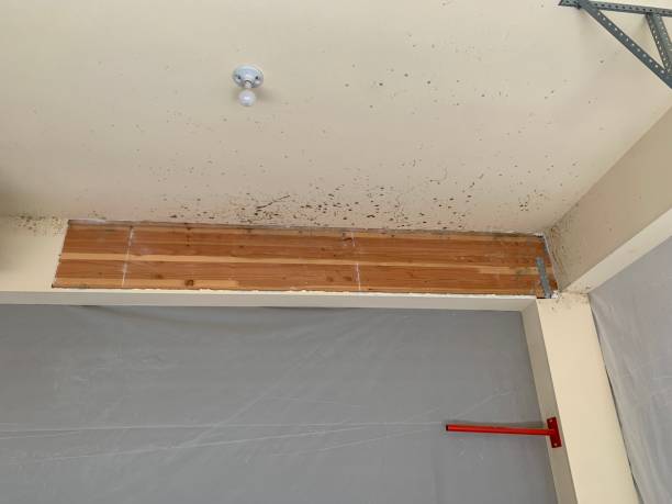 Best Real Estate Mold Inspection  in Angels, CA