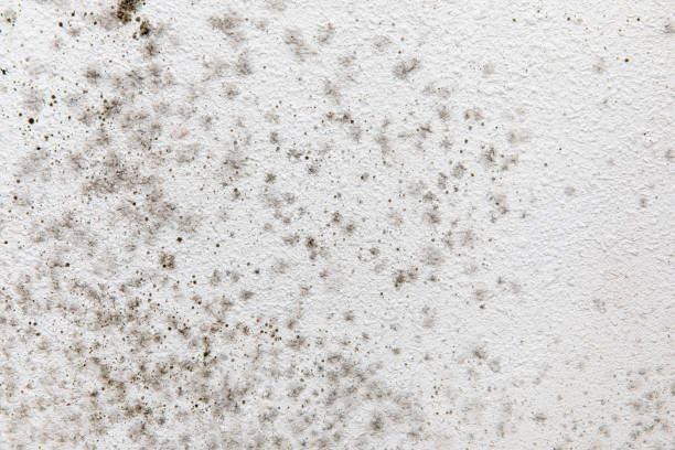 Best Mold Prevention Services  in Angels, CA