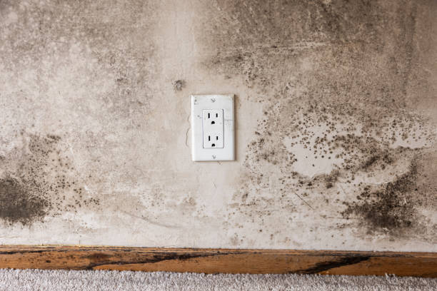 Best Attic Mold Removal  in Angels, CA