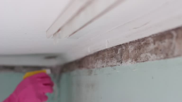 Best Mold-Related Health Consultation  in Angels, CA